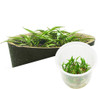 Cryptocoryne parva ADA Tissue Culture