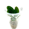 Anubias Barteri var. 'Coffeefolia' ADA Jungle Plant