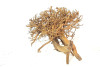 Caspian Driftwood