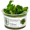 1-2-Grow! Echinodorus grisebachii 'Tropica'