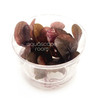 Echinodorus 'Reni' Tissue Culture