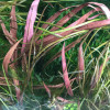 Cryptocoryne Spiralis Red ADA Tissue Culture