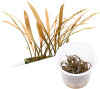 Cryptocoryne Spiralis Tiger ADA Tissue Culture