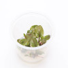 Lagenendra Keralensis ADA Tissue Culture