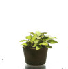 Lagenendra Keralensis ADA Tissue Culture