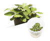 Lagenendra Keralensis ADA Tissue Culture
