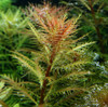Proserpinaca Palustris ADA Tissue Culture