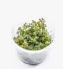 Ludwigia Repens 'Super Red' ADA Tissue Culture