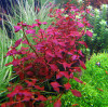 Ludwigia Repens 'Super Red' ADA Tissue Culture