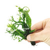 Microsorum 'Windelov' Bundle