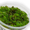 1-2-Grow! Salvinia Minima