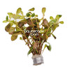 Ludwigia Inclinata 'Dark Orange'