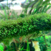 Taxiphyllum Barberi ADA Tissue Culture