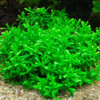 Hedyotis Salzmannii