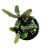 Bucephalandra Brownie Blue