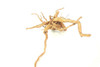 Spiderwood *SP0603