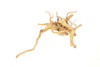 Spiderwood *SP0603
