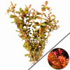 Rotala Macrandra Mini Red