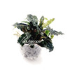Bucephalandra Mix In Cup (Suction Cup Mount)