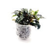 Bucephalandra Mix In Cup (Suction Cup Mount)