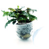 Bucephalandra Mix In Cup (Suction Cup Mount)