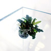 Bucephalandra Mix In Cup (Suction Cup Mount)