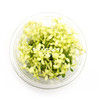 Bacopa Compact 'White' Tissue Culture