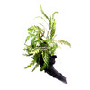 Hygrophila Pinnatifida on Driftwood