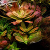 Ludwigia sphaerocarpa