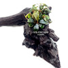 Bucephalandra sp. 'Batang Kawa' on Driftwood