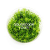 Pogostemon Erectus Tissue Culture