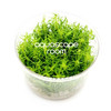 Pogostemon Erectus Tissue Culture