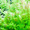 Rotala Macrandra Green Tissue Culture