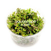 Rotala Macrandra Green Tissue Culture