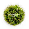 Rotala Macrandra Green Tissue Culture