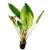 Echinodorus ‘Red Edge’