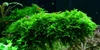 Vesicularia dubyana 'Christmas' Tissue Culture