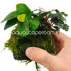 Anubias & Bucephalandra Moss Shell