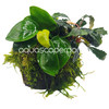 Anubias & Bucephalandra Moss Shell