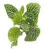 Fittonia Argyronanta