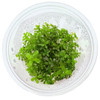 Rotala ceylon Tissue Culture