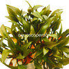 Cryptocoryne Wendtii Petchii Tissue Culture