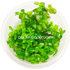 Bacopa Caroliniana Tissue Culture