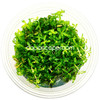 Rotala Rotundifolia Green Tissue Culture