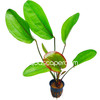Echinodorus 'Frans Stoffels'