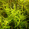 Rotala Rotundifolia Wayanad