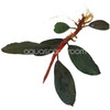 Bucephalandra black pearl
