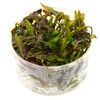 Cryptocoryne walkeri Tissue Culture