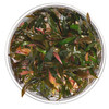 Cryptocoryne walkeri Tissue Culture