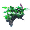 [WYSIWYG] Anubias Nana on Driftwood *ANBWD1